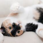 Modul surprinzător în care animalele de companie ne influențează sistemul imunitar