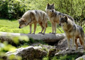 Wolves go from "strictly protected" to "protected" in the EU: Member States can decide on culling